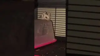 Sugar gliders mating and introduction to the rest of my gliders.