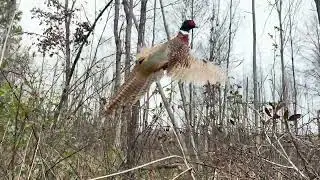 Awesome pheasant flush in my face on preserve hunt at Little &ldquo;q&rdquo; Ranch