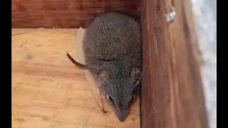Antechinus (The Spitzmaus of Beuteltiere!) #zoology #marsupials #wildlife
