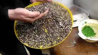 Egg food for birds