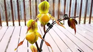 Sophie's Garden 种植兜兰－ 让人不可思议的新方法🙃