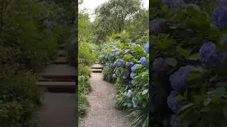 ПАРК ГОРТЕНЗИЙ #hydrangea #гортензія #гортензия #гортензія #paniculata #шортс #shorts #flower#garden