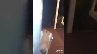 Weird goat/deer at someones door. Tiktok