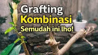 hehe Grafting Kombinasi Semudah ini, Wajib tidak gagal lagi