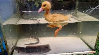 Amazing Catch Most Beautiful Freshwater Aquarium Fish In Small Pond, Duck,Chicken,Catfish,Eel, 114
