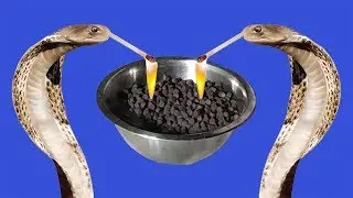 Giant Snake Bomb with 2000 Snake Cracker One Time Fire | Saap ki Goliya | Firecrackers | Patakhe ✅✅
