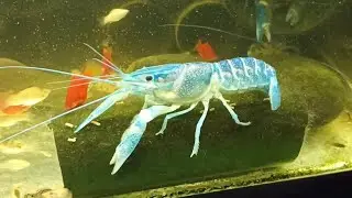 Australian Red Claw Crayfish