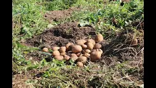 Webinar: Impact of Management Practices on Colored-Potato Crop Nutrient Quality and Soil Health