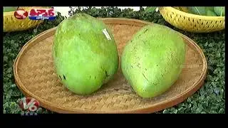 Delhi Is Back With It's 31st Mango Festival, 500 Varieties Of Mangoes Displayed | Teenmaar News | V6