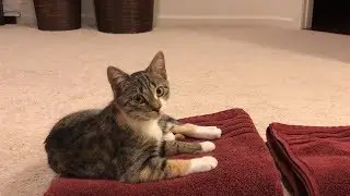 Cats and Kittens Doing Laundry