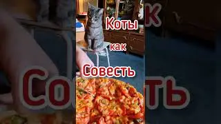 Коты как Совесть. Всегда умеют о себе напомнить.Cats as a conscience#shorts