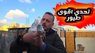 اكبر تحدي لحمام قوية مع صاحب الحمام