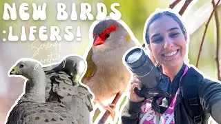 Finding New Birds: Lifers,Birding and Wildlife Photography at Serendip Sanctuary,Victoria, Australia
