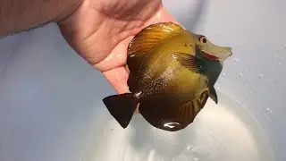 Pez cirujano scopas koi  raros en el acuarismo marino acuario 800 litros  @migueltostado7184