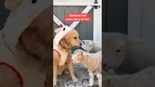 this is Oatmeal&rsquo;s Disneyland #Lambchop #FarmAnimals #Shorts