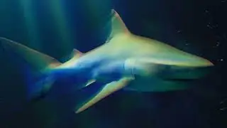 Chimaera The Ancient Creature #GhostShark#Chimaera#DeepSeaExploration#SeaMonsters