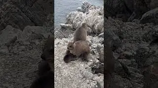 Rock Dassie Family Moments: Adorable Babies with Mom #r62adventuretours #dassie