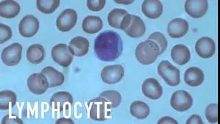 Looking at blood under the microscope