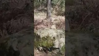 CARNAC MORBIHAN BRETAGNE MEGALITHE MENHIR DOLMEN FOR&Ecirc;T CHANTE