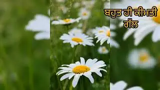 ਬਹੁਤ ਹੀ ਕੀਮਤੀ ਗੱਲ#trendingvideo#sachiyangallan#motivationalvideo#lifelessons#lifeofpositivity#