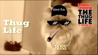 Thug Life cat and the glass