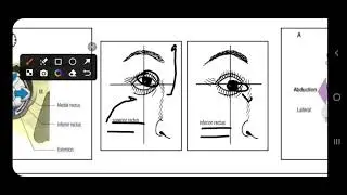 Ocular motility part 1