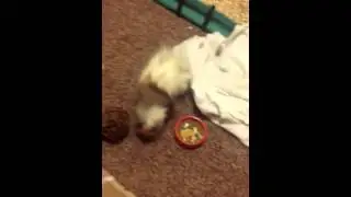 Popcorning guinea pig