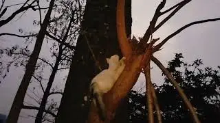 Angata is Recovered | Funny Cats
