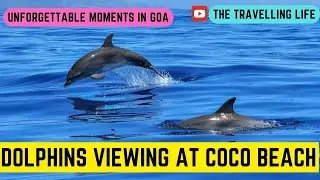 Unforgettable Moments: Dolphin Spotting at Coco Beach | Panjim |Goa #goabeach #dolphinwatching #goa