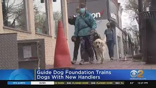 Guide Dogs And New Handlers Train In Huntington, N.Y.