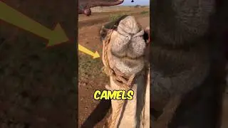 Why camels can survive without water for so long 🐫