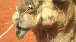 camel chewing
