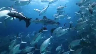 Marco Vincent Dive Resort-Tubbataha