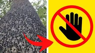 &ldquo;5 Trees You Should NEVER Touch