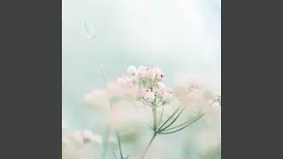 Morning Grass