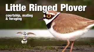 Little Ringed Plover: courtship, mating, foraging (Kleine Plevier balts paring foerageren) De Zumpe