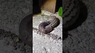 Tigerschnegel paart sich mit Schwarzem Schnegel. Oder doch nicht?