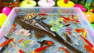 Unboxing ikan hias warna warni, ikan lucu, ikan koi, maskoki, ikan lele, chana, ikan cupang, gurame