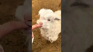 Fluffy Sheep Loves Finger Licks! 🐑💖👆 #cutefarmanimal #animals #cute