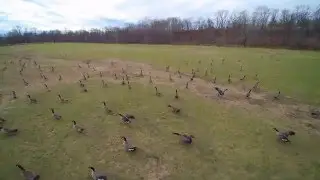 Chasing birds and watching RC planes