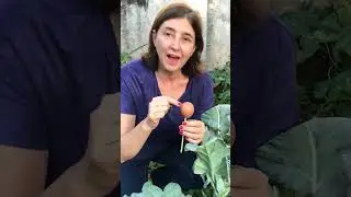 TRUQUE CONTRA AS LAGARTAS - Horta em Casa | Marcia Chiad