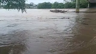 Las aguas revueltas del rio Arauca, llevan consigo carameros de madera y la espuma viajera 