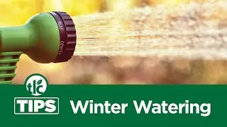 TLC Tips: Winter Watering