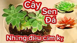 C&oacute; n&ecirc;n Trồng C&acirc;y Sen Đ&aacute; Trong Nh&agrave; - Tr&aacute;nh Những Sai lầm Nếu Kh&ocirc;ng Muốn Hại Phong Thủy.