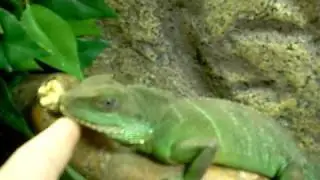 My Chinese Waterdragon and her Crib 3 (update)