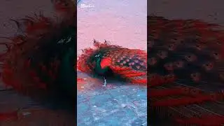 Peaceful sound