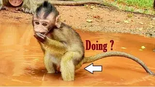Healthy Baby ! Farrah Feeling Sick Till Dropping In The Water/Smart Baby Monkey