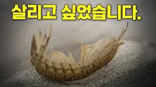 [100일 기록] 탈피 중 멈춰버린 갯가재…이 고비를 넘길 수 있을까? | 갯가재 사육기