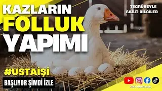 KAZLARIMIZIN FOLLUK YAPIM AŞAMASI