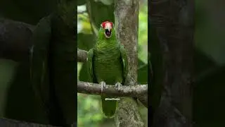 Exotic Red Crowned Amazon Parrot #parrot #red #crowned #exotic #forest #aw #nature #wildlife HA59657
